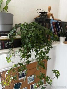 Predávam rastliny s kvetinacmi všetko po 8 eur