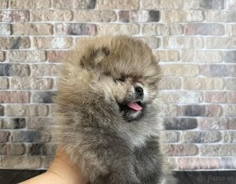 Pomeranian mini