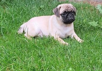 Mops
