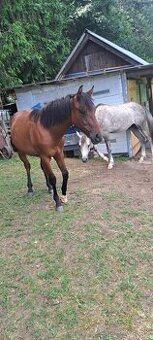Predám 14 mesačného zrebca