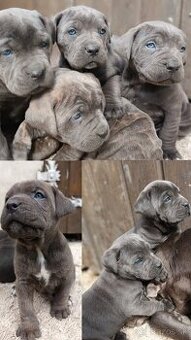 Cane Corso