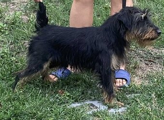 Jagdterrier - 1