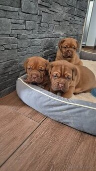 Bordeaux doga