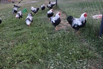 zdobnená Wyandotka strieborná vlnitá