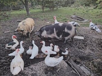 Ponúkame na predaj prasiatka kune kune na chov