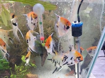 Predam kompletne prislušenstvo ryby a rastliny