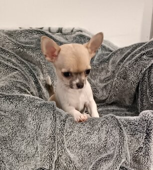 Civava kratkosrsta mini