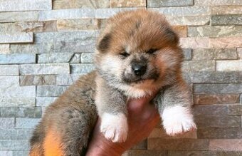 Akita Inu s PP - rodokmen FCI a AKIHO