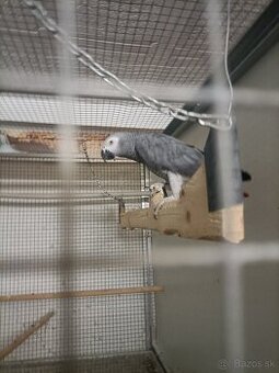 Predam Žako Sivy Kongo