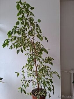Ficus benjamina výška od podlahy 150cm - 1