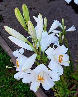 Lalia biela - Laliove listky v liehu