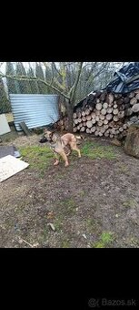 Belgický ovčiak malinois