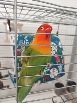 Predám párik Agapornisov + klietka a kompletné vybavenie