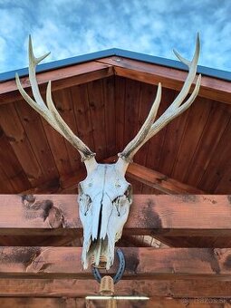 Predám jelenie a muflónie parožie