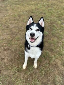 Súrne Darujem sibírskeho huskyho