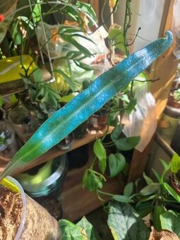 Microsorum thailandicum