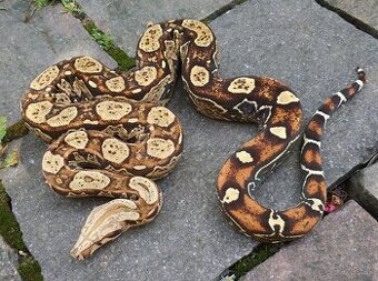 Boa imperator - Keltic Paradigm