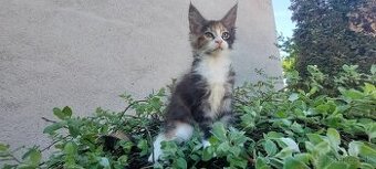 Mainska myvalia, Mainne coon,Mco