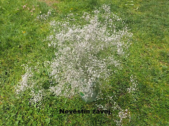 SUŠENÉ KVETY - Nevěstin závoj.