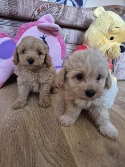 Maltipoo