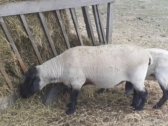 Jahnatá suffolk