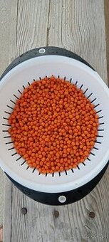 Rakytník