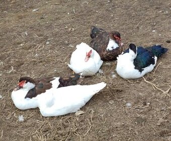 Predám Čínske Kačice