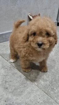Toy pudlik