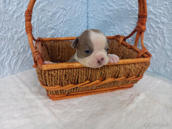 Boston ,Bostonský terrier