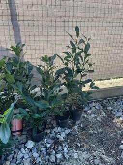 Vavrinovec novita na živý plot