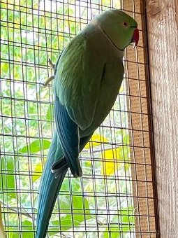 predam chovneho samca alexandra maleho tyrkys - 1