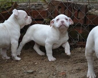 American bully pocket/ standatd