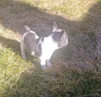 Francuzsky buldoček