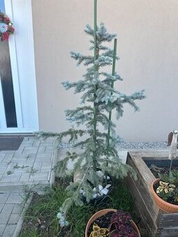strieborny smrek-ihličnan ozdobny