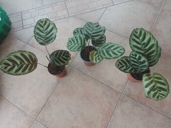 Calathea Makonaya 1ks/10€+pošta