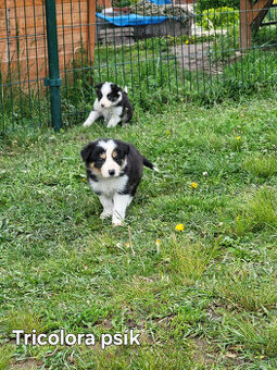 Border kólia