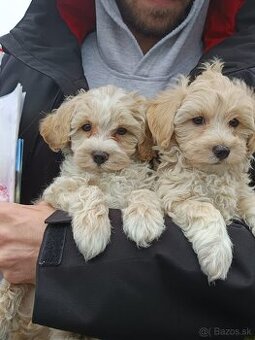 Maltipoo