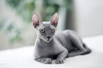 Kúpim mačiatko Don Sphynx