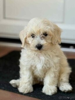Maltipoo