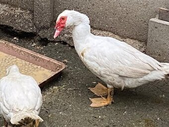 Predám mladé kačky BARBARIA