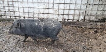 Vietnamske prasiatka