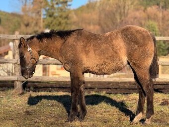APH ŽREBČEK 7 panel n/n stará pôvodná línia - 1