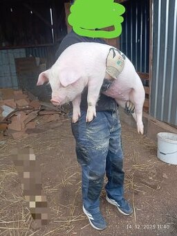 Odstavčata 30-35kg kg