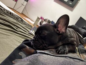 KÚPIM francúzskeho buldoceka FENKU