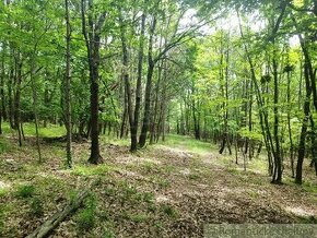 Lesné pozemky v obci Hrušov - 1