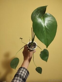 MONSTERA