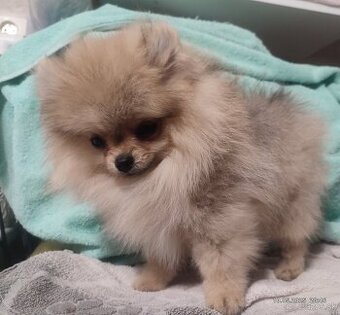 Pomeranian s PP