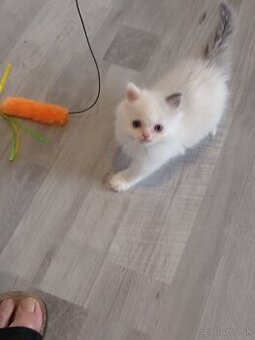 Ragdoll mačiatko