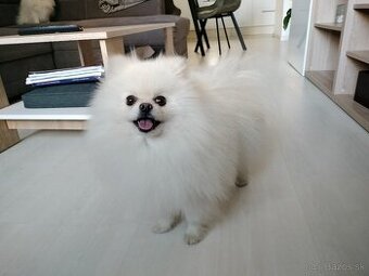 Pomeranian krytie