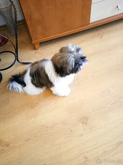 Shi-tzu